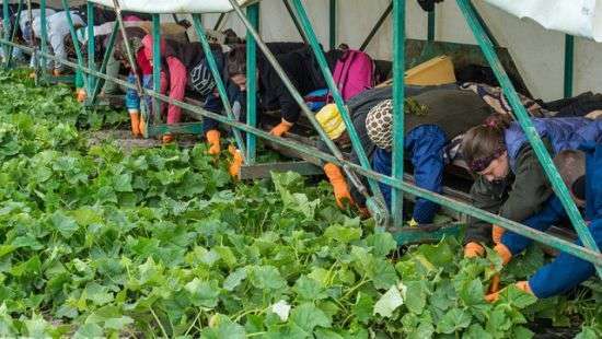 Правительство хочет, чтобы работодатели заробитчан из ЕС отчисляли взносы в ПФУ