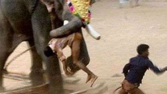 В Индии дикий слон затоптал четырех человек, среди них был ребенок