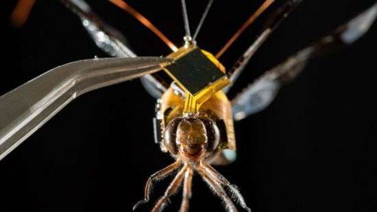 В США создали стрекозу-киборга