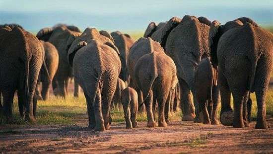 В Танзании стадо слонов совершило набег на пять деревень
