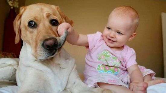 Дети и укусы животных