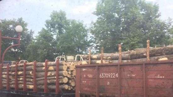 Украинский лес продолжают вывозить эшелонами (фото)