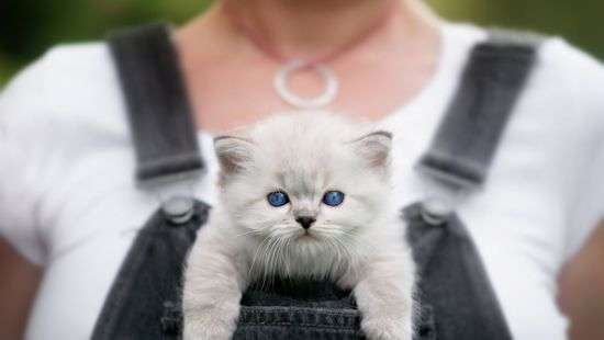 В Японии выпустили «лечебный альбом» про котиков и женскую грудь