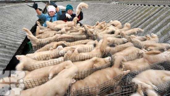 В Чехии запретили разводить животных для получения меха