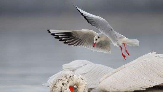 В российском зоопарке «ради шашлыка» убили краснокнижных птиц