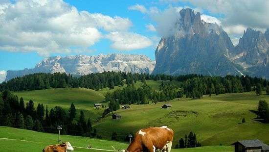 В Швейцарии коровы совершили массовое самоубийство