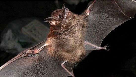 Летучие мыши выгнали американских пожарных из здания