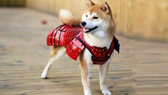 Дизайнеры создали доспехи для домашних питомцев (ФОТО)