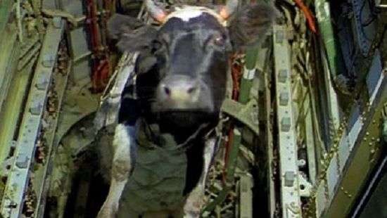 Бизнесмен из Катара сделает 4 тысячи коров пассажирами самолетов