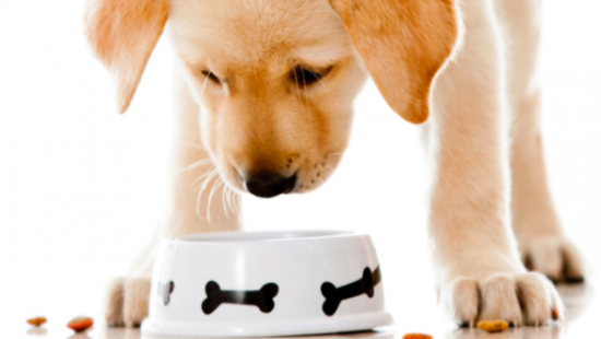 Интернет покорила история лабрадора, который не доедает еду в ожидании умершего друга