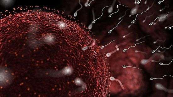 Медики назвали фактор, который в 4 раза сокращает возможность зачатия