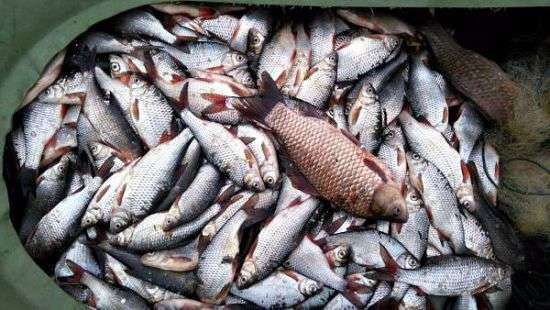 В Украине внедрят европейскую систему сертификации рыбы