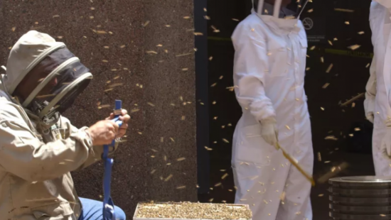 Тысячи пчел закрыли вход в небоскреб в Нью-Йорке (видео)