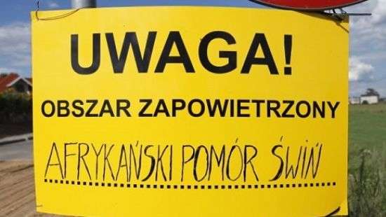 Африканская чума свиней докатилась до Польши
