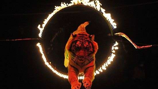 В Латвии запретили использовать зверей в цирке