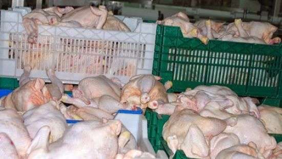 Катар снял запрет на ввоз птицы из Украины