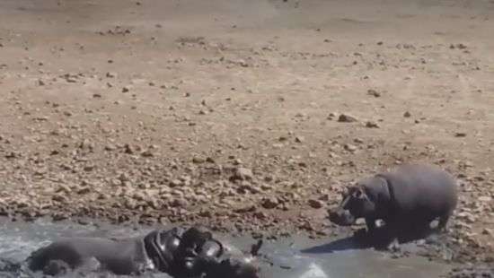 В ЮАР бегемот утопил мешавшего ему пить носорога (видео)