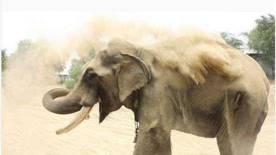 В Индии спасли слона, который 50 лет просидел на цепи