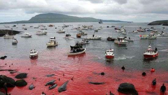 В северной части Атлантического океана начался массовый забой китов (фото/видео)