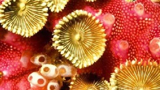 Врачи будут лечить венерические заболевания электричеством