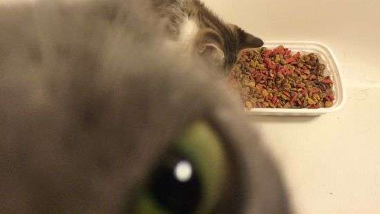 Соцсети покорил ревнивый кот, который влез в кадр нового питомца (фото)