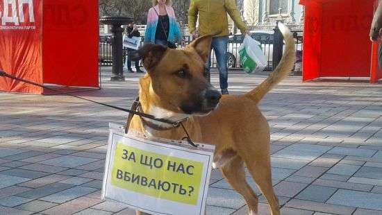 В Украине за жестокость к животным теперь можно сесть на 8 лет