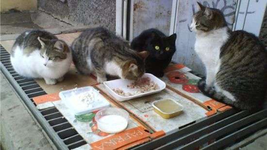 В Киеве власти позволили котам жить в подвалах и на чердаках