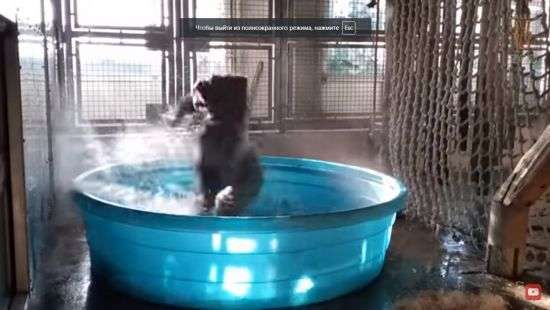 Зажигательный танец гориллы покорил интернет (видео)