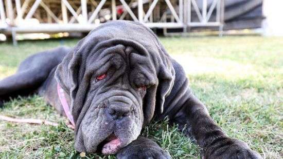 Самого уродливого пса в мире пытались продать, как мебель