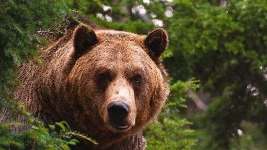 На Аляске медведь напал на велосипедистов