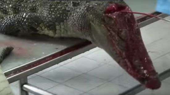 Обнародованы шокирующие кадры, как из крокодилов получают кожу (видео)