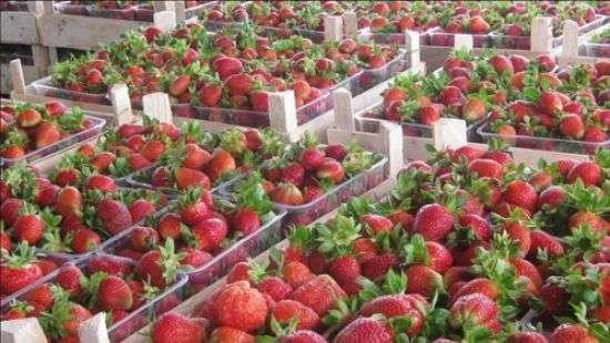 Украина хорошо заработала на продаже клубники на внешних рынках