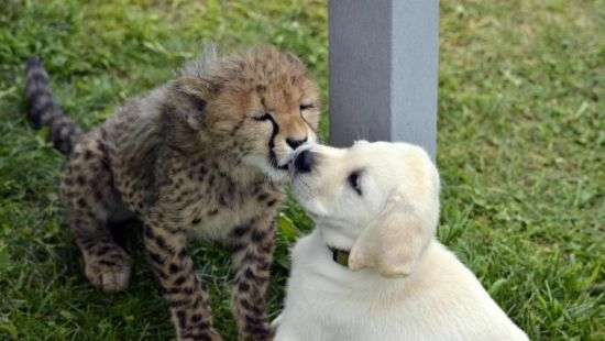 В американском зоопарке собаки лечат гепардов от страхов (фото)