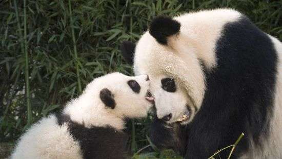Панда столкнула со склона своего детеныша, который мешал ей есть (видео)