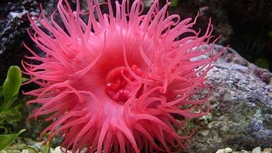 Специалисты нашли метод регенерации сердечной мышцы