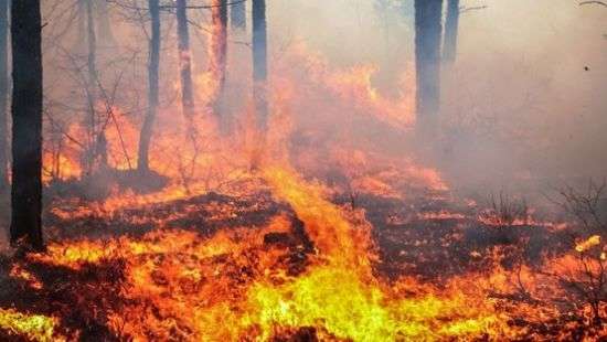В Чернобыльской зоне пылает лес