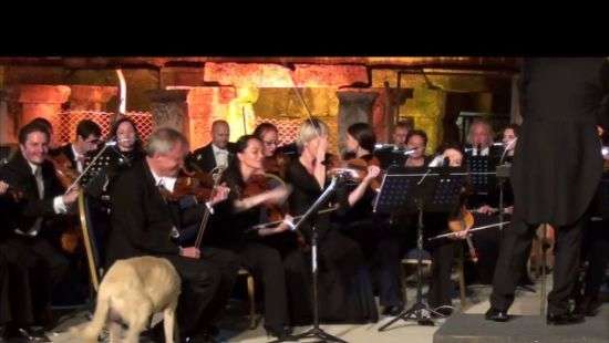 Пес, «выступивший» вместе с оркестром в Турции, стал звездой интернета (видео)