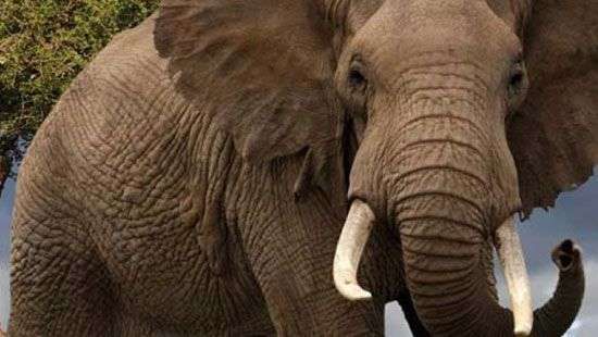 Дикий слон устроил погоню за бегуном-марафонцем (видео)