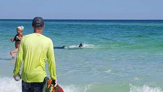У берегов Флориды акулы устроили массовую драку (фото и видео)