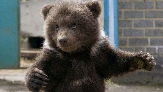 На Аляске медвежонок пришел в магазин за конфетами (видео)