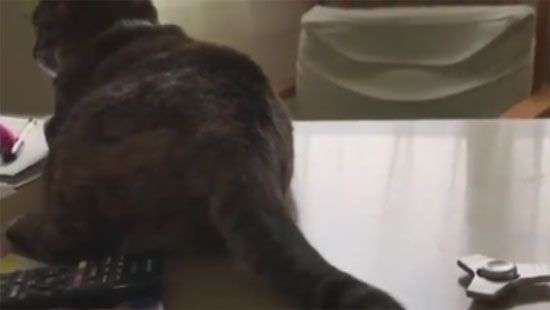 Кот научился крутить хвостом спиннер и стал звездой интернета (видео)