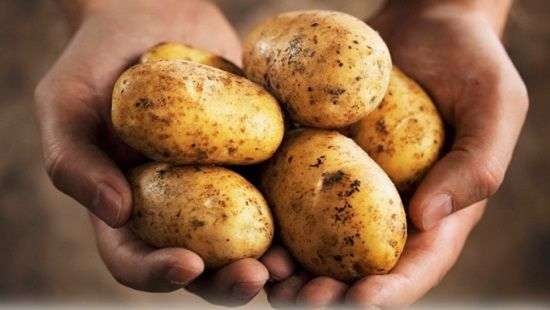 Специалисты научились лечить гепатит обычной картошкой