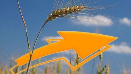 Украинский экспорт зерновых достиг исторического максимума