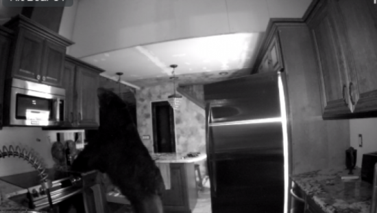 В США пробравшийся в дом медведь пять часов хозяйничал на кухне (видео)