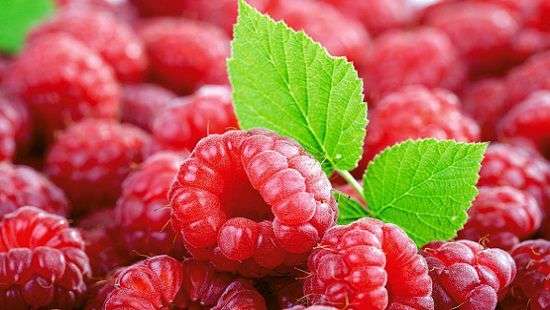 Врачи назвали необычные свойства обычной малины