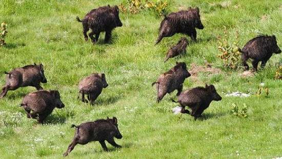 Польша задумала оградиться от Украины и Беларуси