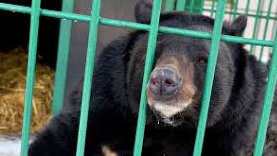 В Алматы дедушка разбудил медведя ударом камня по голове, чтобы развлечь внуков