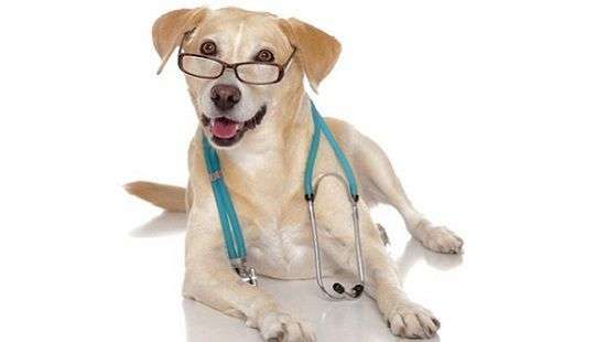 В диагностике опасного недуга помогут собаки – ученые