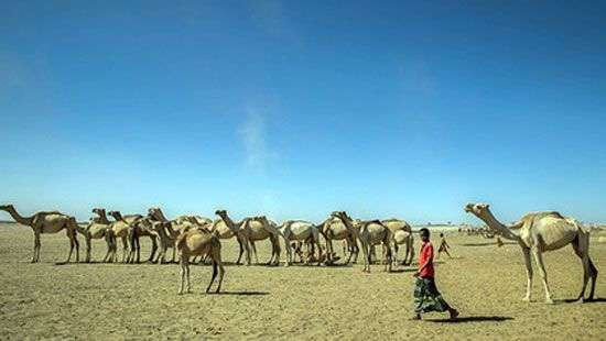 Стало известно о неожиданных жертвах конфликта Катара с соседями