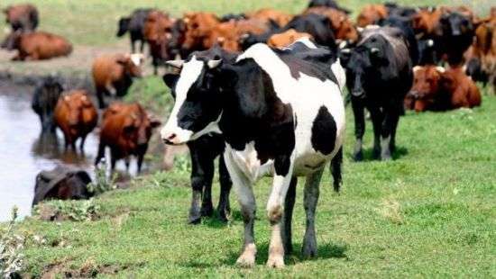 В Украине исчезают коровы и свиньи